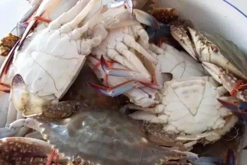 梭子蟹爆料视频,揭秘海鲜市场的那些不为人知  第1张